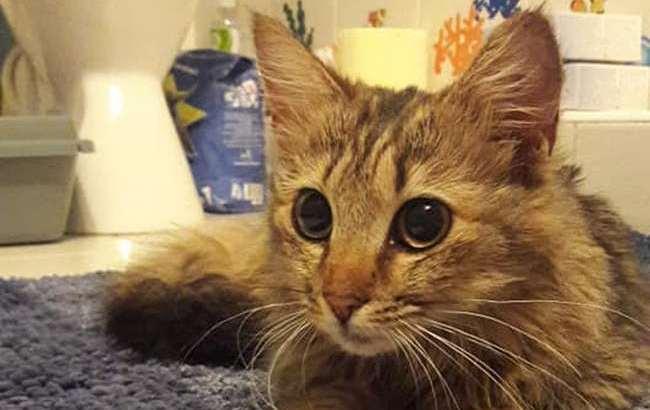 Пушистый дегустатор: стала известна судьба кота, который сидел в витрине киевского магазина