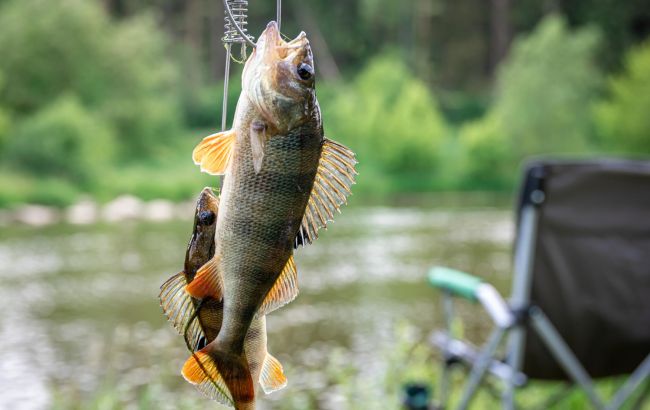 Секрети успішної рибалки у спеку: як вибрати найкраще місце, час і прикорм