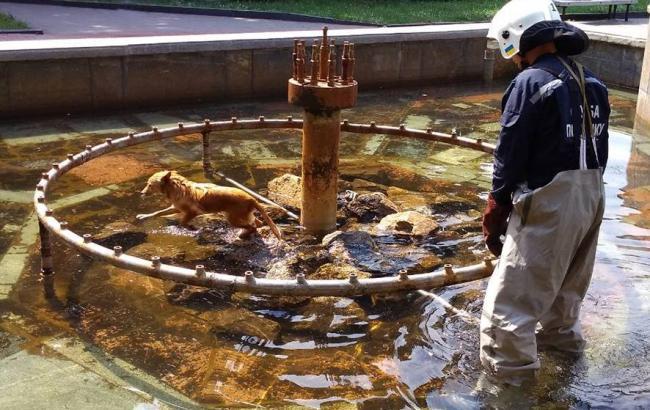 У Полтаві врятували життя собаці, який впав у фонтан (фото)