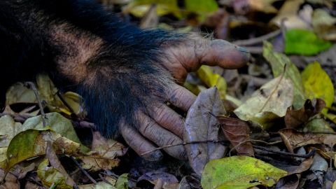 Эволюционный детектив. Разгадка тайны пяти пальцев у млекопитающих
