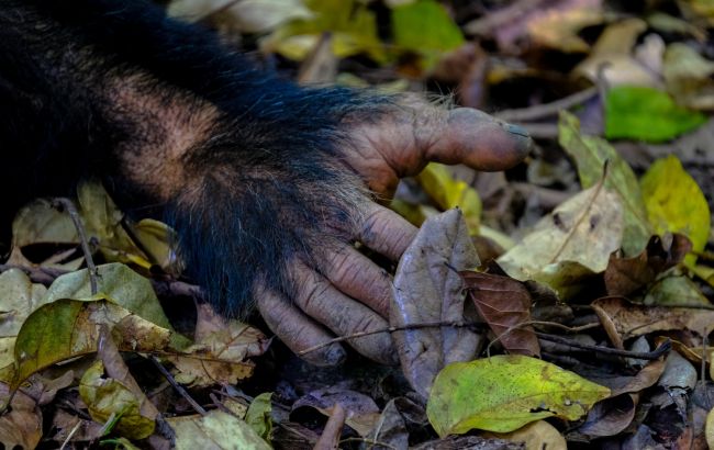 Эволюционный детектив. Разгадка тайны пяти пальцев у млекопитающих