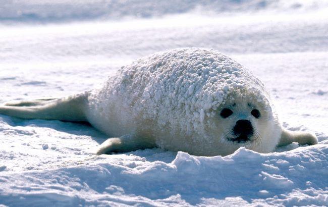 Ночные морозы усилятся: синоптики прогнозируют снегопад