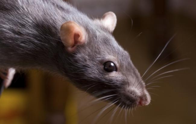 Фирменный сюрприз: девушка нашла мертвую крысу, зашитую в купленное платье