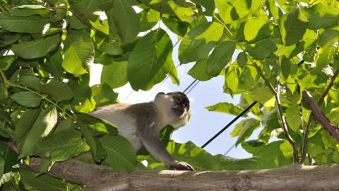 "Сафари на обезьян": под Одессой животные сбежали из зоопарка и неделю грабят дачные участки