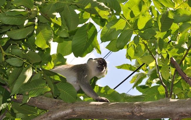 "Сафари на обезьян": под Одессой животные сбежали из зоопарка и неделю грабят дачные участки