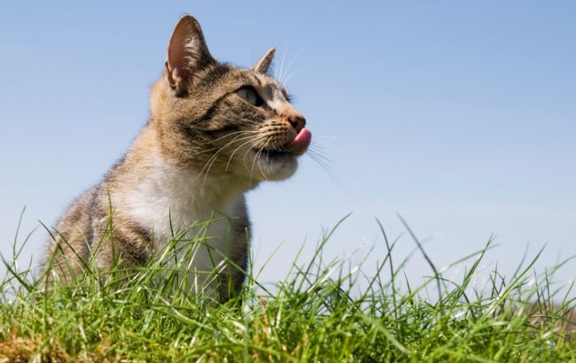 Чому коти їдять траву: причини харчової поведінки