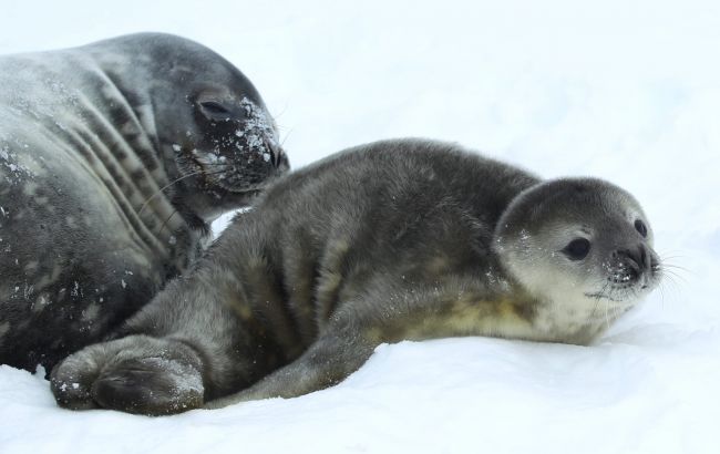 Украинские полярники очаровали фотографией тюленя, который первый родился в этом году