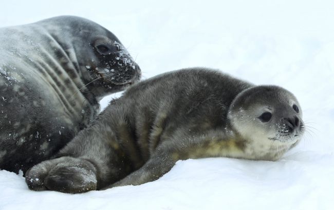 На станції Вернадський назвали перше дитинча тюленя цього року: яке ім'я тварини