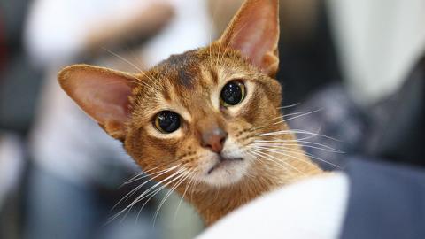 Більше тисячі котів представили на грандіозній виставці в Києві (фоторепортаж)