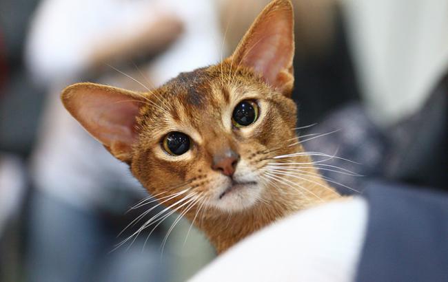 Більше тисячі котів представили на грандіозній виставці в Києві (фоторепортаж)