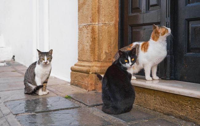 Народные приметы о котах: какую судьбу предвещает белый, рыжий и трехцветный