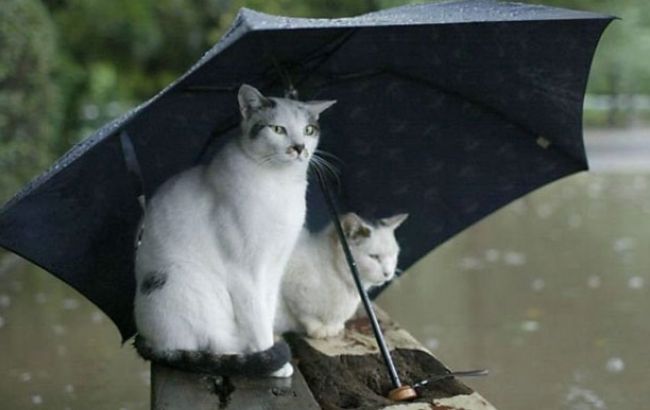 Погода на сегодня: в Украине дожди, температура до +30