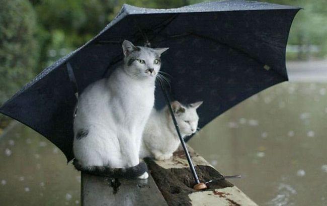 Погода на завтра: в Украине дожди, температура до +30