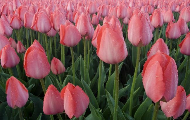Россия запретила импорт голландских цветов