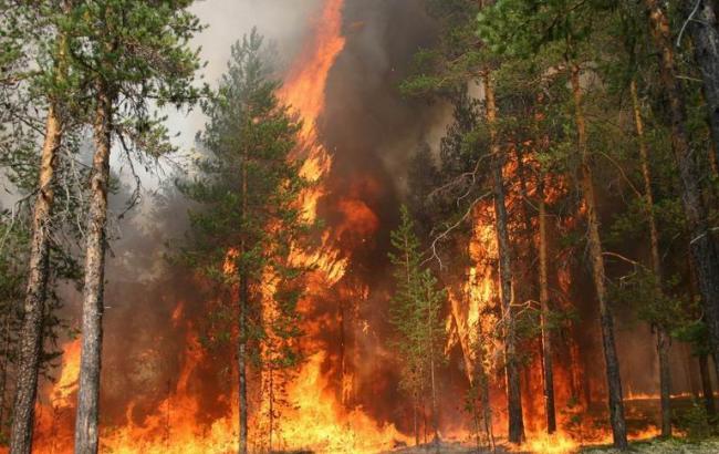 Пожар возле ЧАЭС в российском Greenpeace назвали катастрофическим