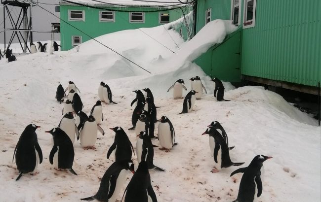 Пингвины "оккупировали" станцию Академик Вернадский: у птиц стартовал брачный сезон (фото)