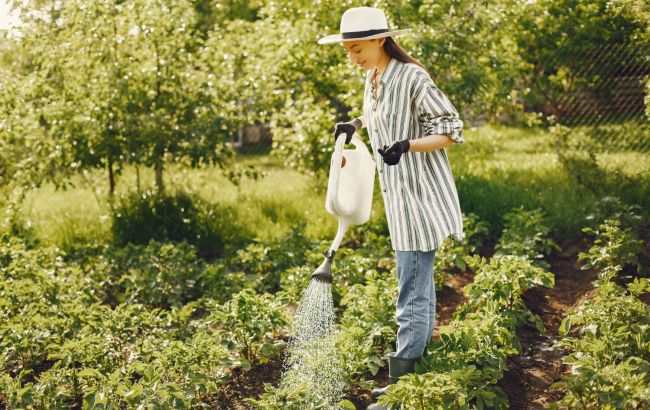 Замінить дорогі засоби: 4 способи використати звичайний оцет на городі