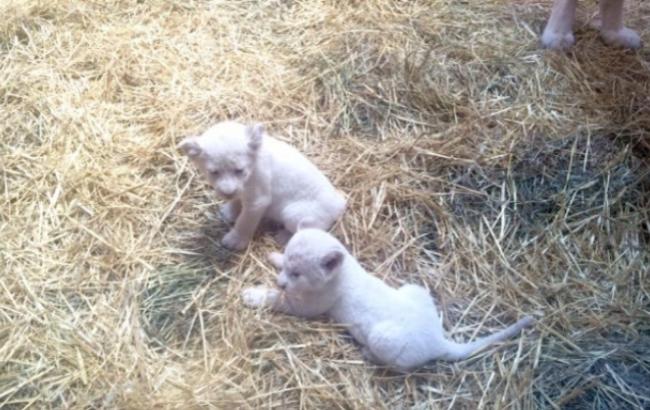 У зоопарку під Києвом народилися 5 рідкісних білих левенят