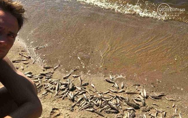 "И каждый год такое!" Украинцев предупредили о массовом море рыбы в Мариуполе (видео)