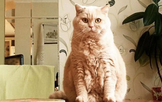 Ушел из жизни "главный синоптик Украины" - кот Апельмон