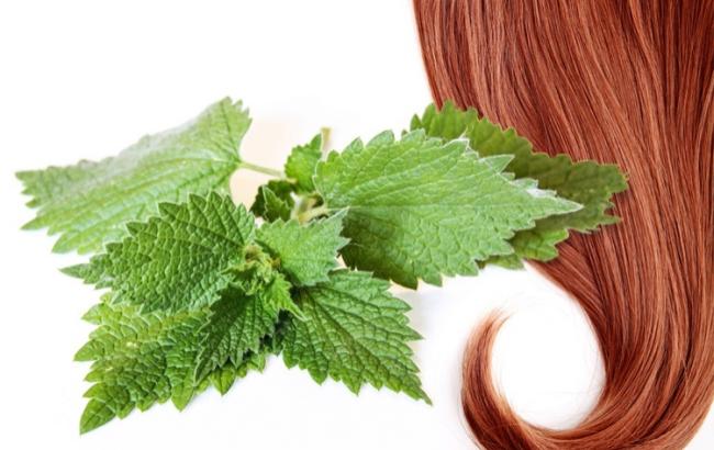 Чем полезна крапива и как ее правильно использовать?