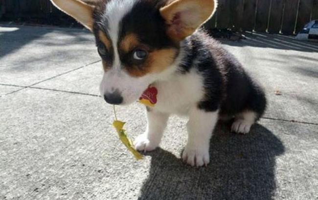 За собачі відходи доведеться платити