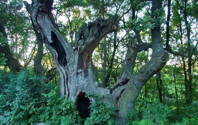 Дивіться, як виглядає знаменитий 900-річний дуб Києва, і де він знаходиться
