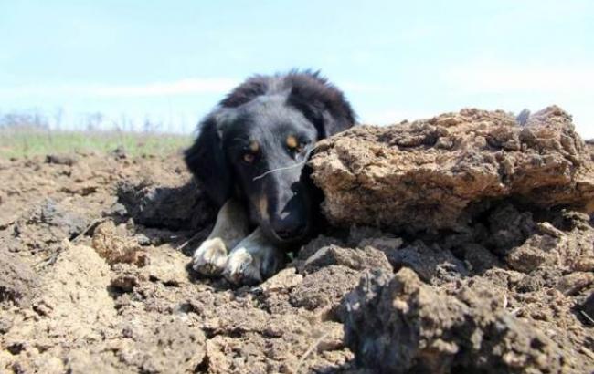 "Десяток врятованих життів воїнів": в мережі показали чотирилапого "солдата" ЗСУ