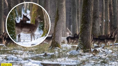 Не такая, как все: на Закарпатье заметили уникальную белую лань