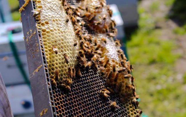 Україна лідирує з виробництва меду в Європі
