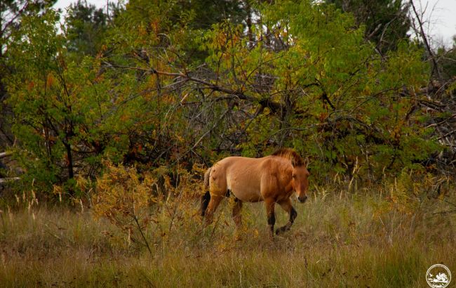 "Коні осені". У Чорнобилі показали неймовірної краси тварин (фото)