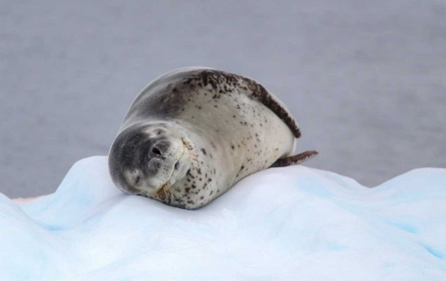 Українські полярники показали тюленів, які живуть в Антарктиці: неймовірні фото