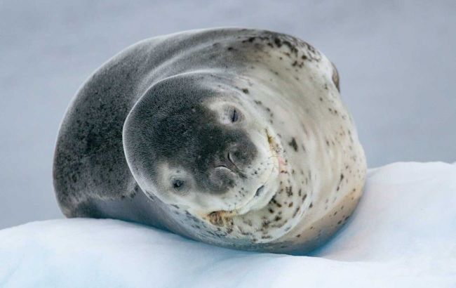 "Засмагає" на крижині: полярники показали найголовнішого хижака Антарктиди