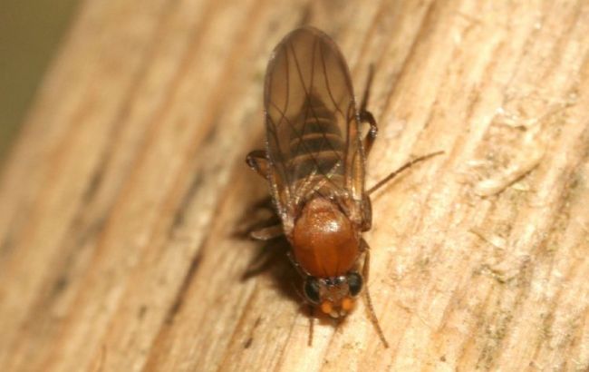 Что делать, если вы нашли муху-горбатку в бананах