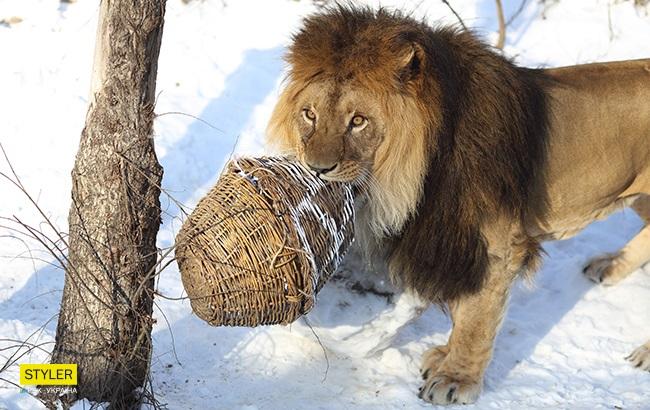 "У пошуках адреналіну": у Київському зоопарку для левів влаштували "смачний квест" (фантастичні фото)