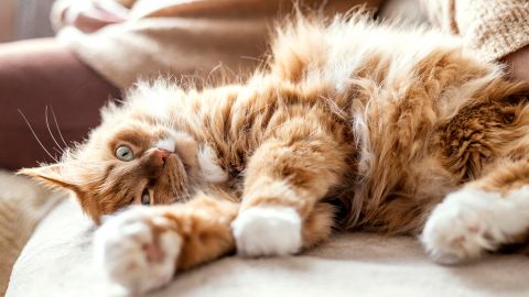 Коты умеют предсказывать погоду: как "прочесть" подсказки своего любимца