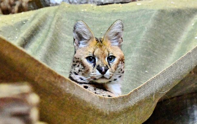 Оказались в центре войны. В киевском зоопарке спасли из-под обстрелов сервалов (фото)