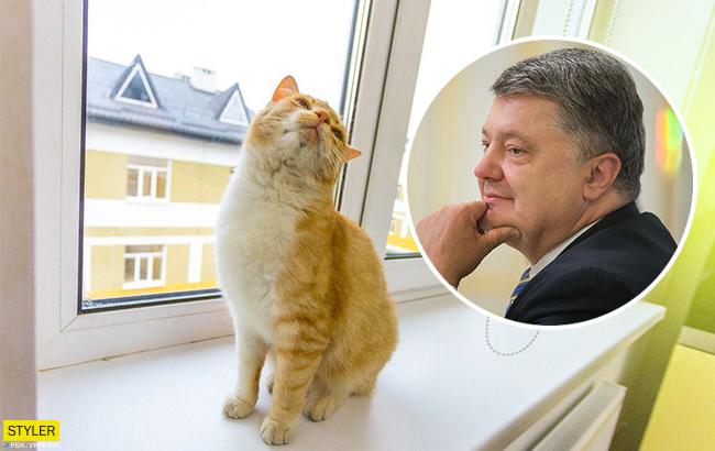 Порошенко опубликовал первый пост про кота: пушистик уже празднует