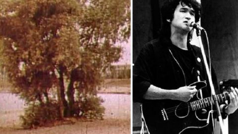 "Дереву Цоя" в Киеве дали охранный статус: как изменилась верба у озера