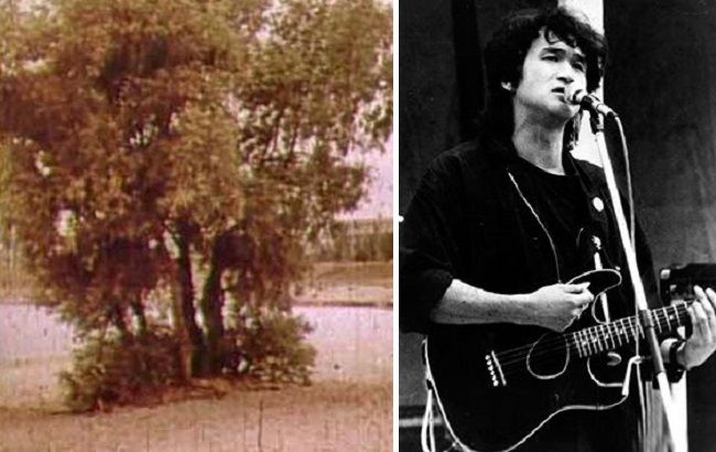 "Дереву Цоя" в Киеве дали охранный статус: как изменилась верба у озера