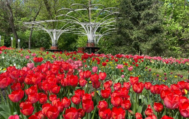 В Киеве расцвело море тюльпанов: фото невероятной красоты