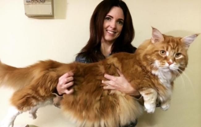 В сети показали яркие фото "самого длинного кота" в мире
