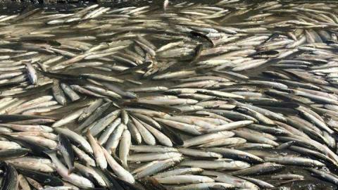 В Запорожской области произошел массовый мор рыбы