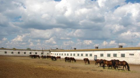 Руководители филиалов "Коневодство Украины" заявляют о доведении ГП до&nbsp;банкротства