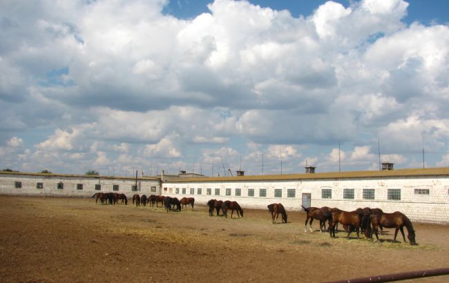 Руководители филиалов "Коневодство Украины" заявляют о доведении ГП до банкротства