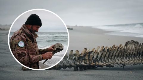 Из-за российских обстрелов в Черном море погибли тысячи дельфинов (видео)