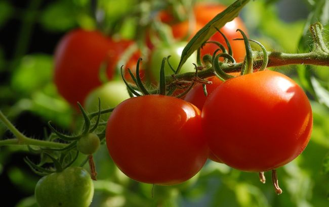 Досвідчені городники розповіли, навіщо додавати цукор в ящик з розсадою помідорів