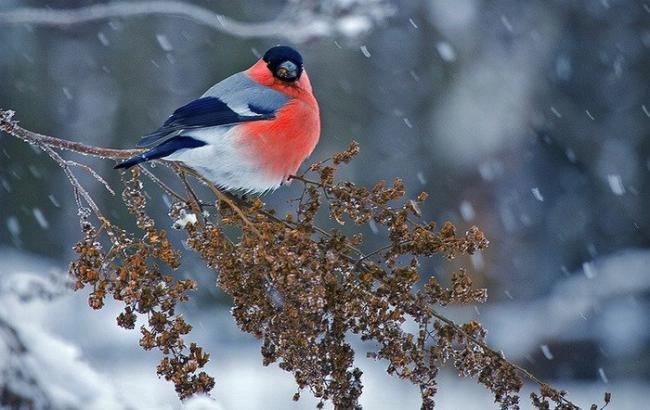 Погода на сегодня: в Украине без осадков, температура до +4