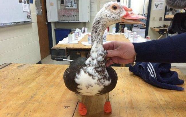 Педагог из США напечатал на 3D-принтере лапы для утки