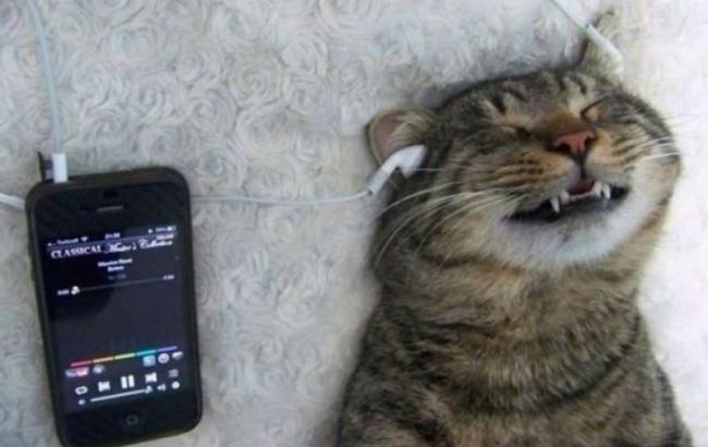 Ученые рассказали о влиянии музыки AC/DC на кошек